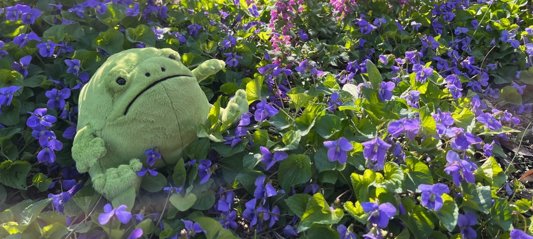 Garden Frog slide