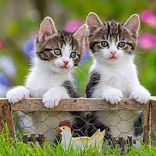 Cuddly Kittens - 3x49 Pieces