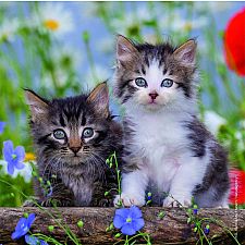 Cuddly Kittens - 3x49 Pieces