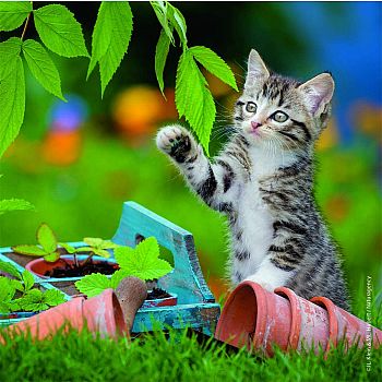 Cuddly Kittens - 3x49 Pieces