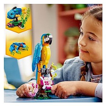 Exotic Parrot